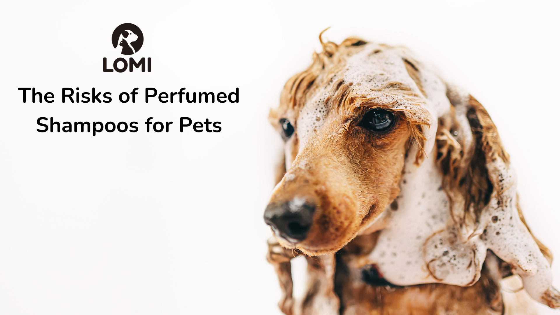 Perfumed dog shampoo clearance