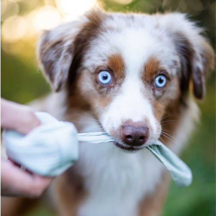 ENVIRONMENTALLY FRIENDLY DOG POOP BAGS