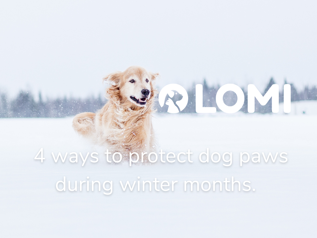 4 ways to protect dog paws during the winter months LOMI Petcare