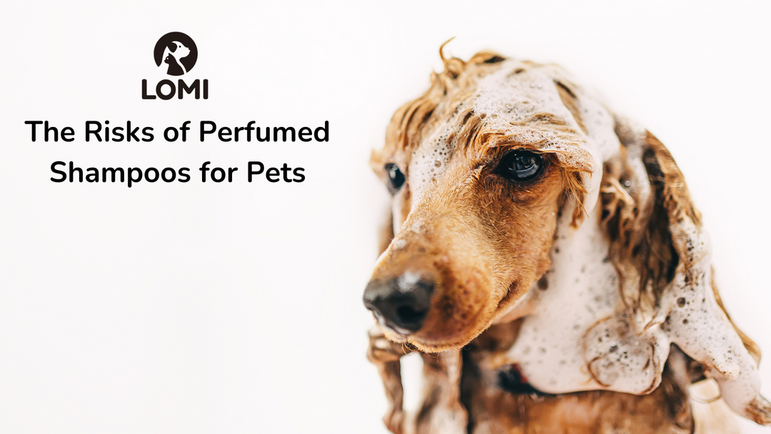 Riskerna med parfymerade schampon för husdjur