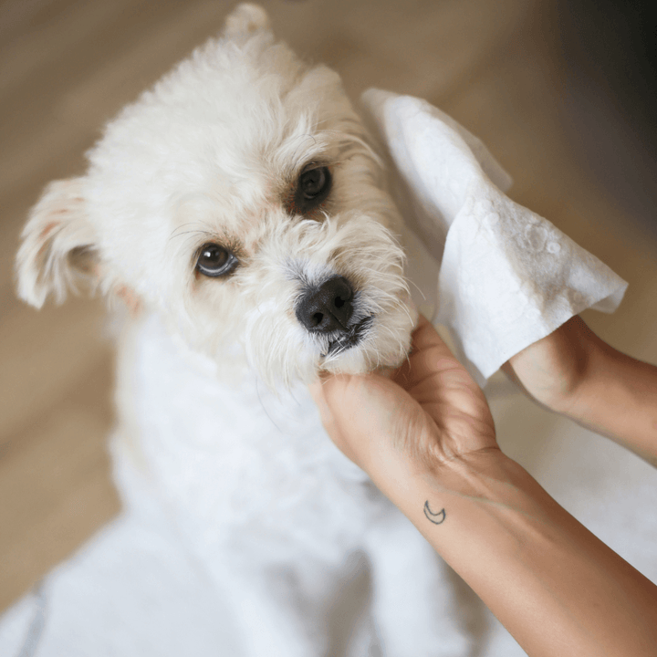 Aloe Vera & Chamomile wet wipes for Dog & Cat - Mini