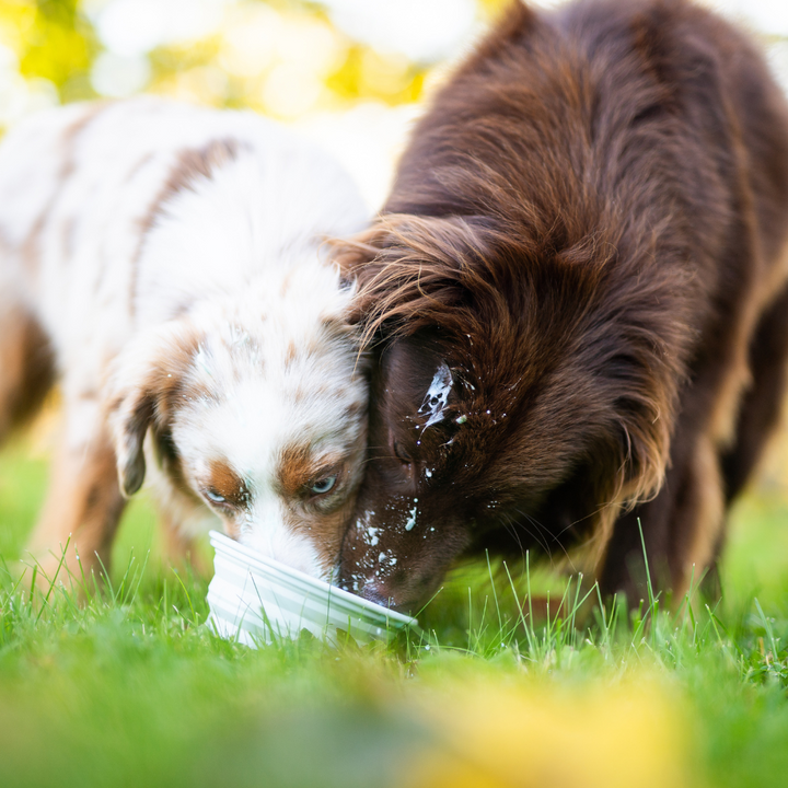 CarryMe! Portable Water & Food Bowl for dog