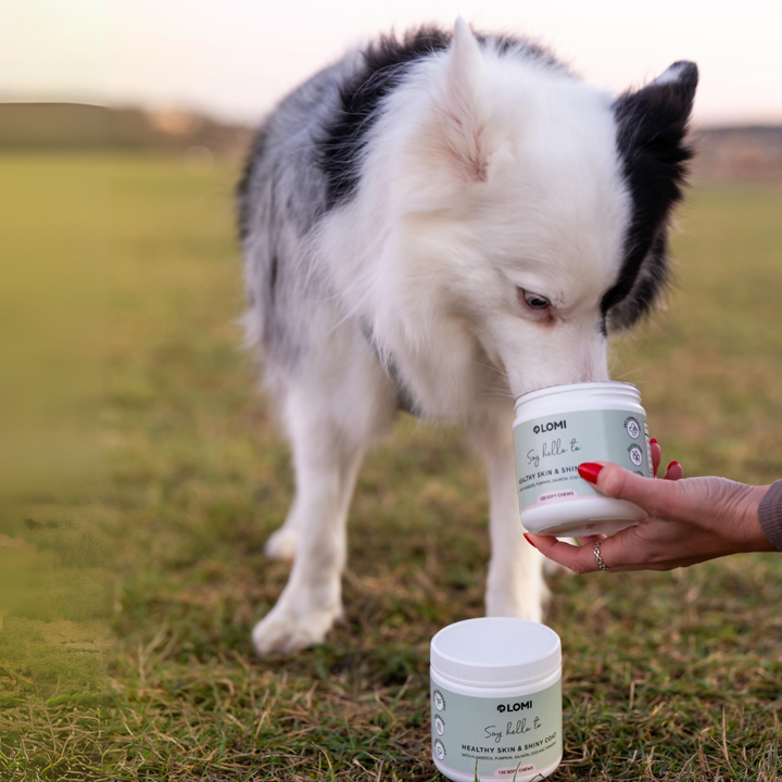 Functional Treats - Skin & Coat formula