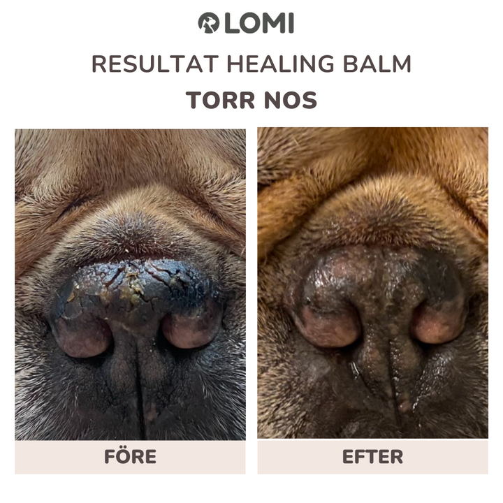 Healing Balm - Natural Healing Balm for Dogs & Cats