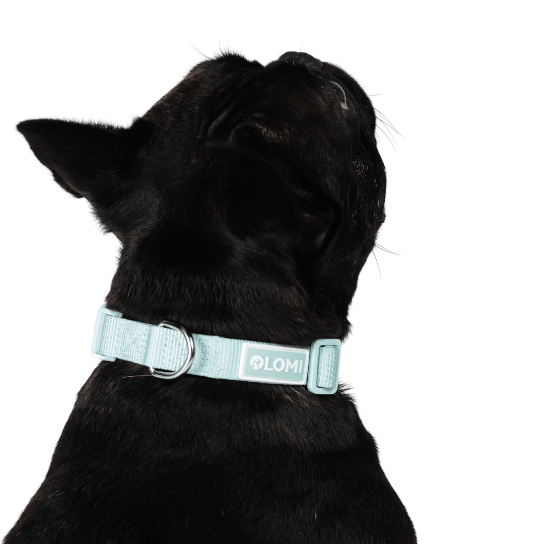 EcoComfort dog collar