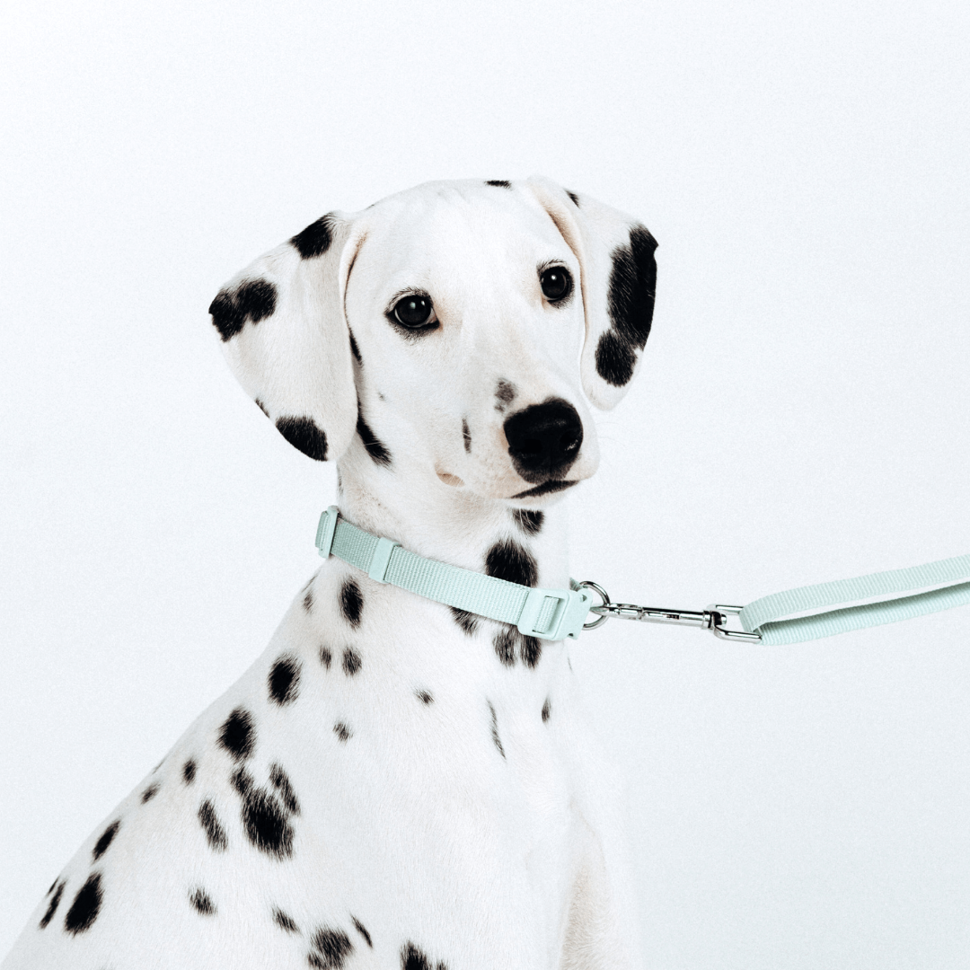 Dalmatian dog outlet collar