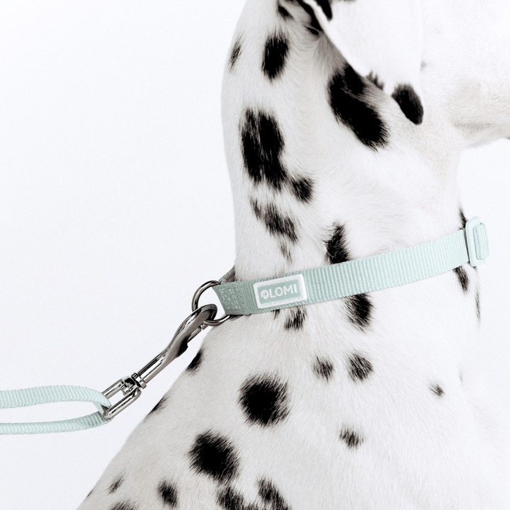 EcoComfort dog collar