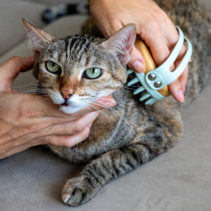 EcoZen- Bamboo brush for dog & cat